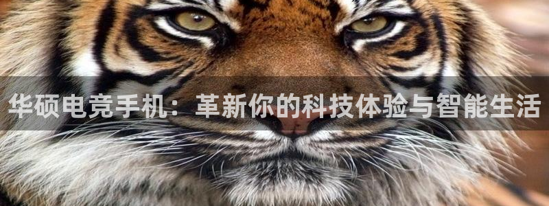 一竞技网址：华硕电竞手机：革新你的科技体验与智能生活